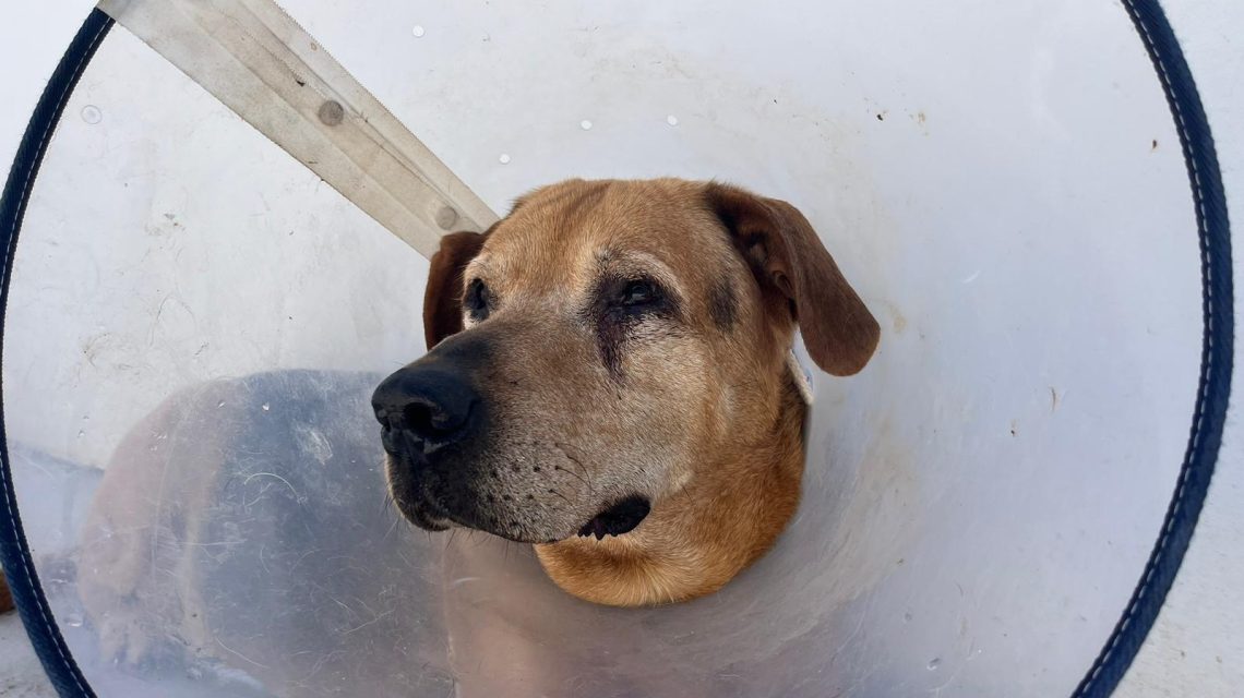 Bruce perrito rescatado Uprodea
