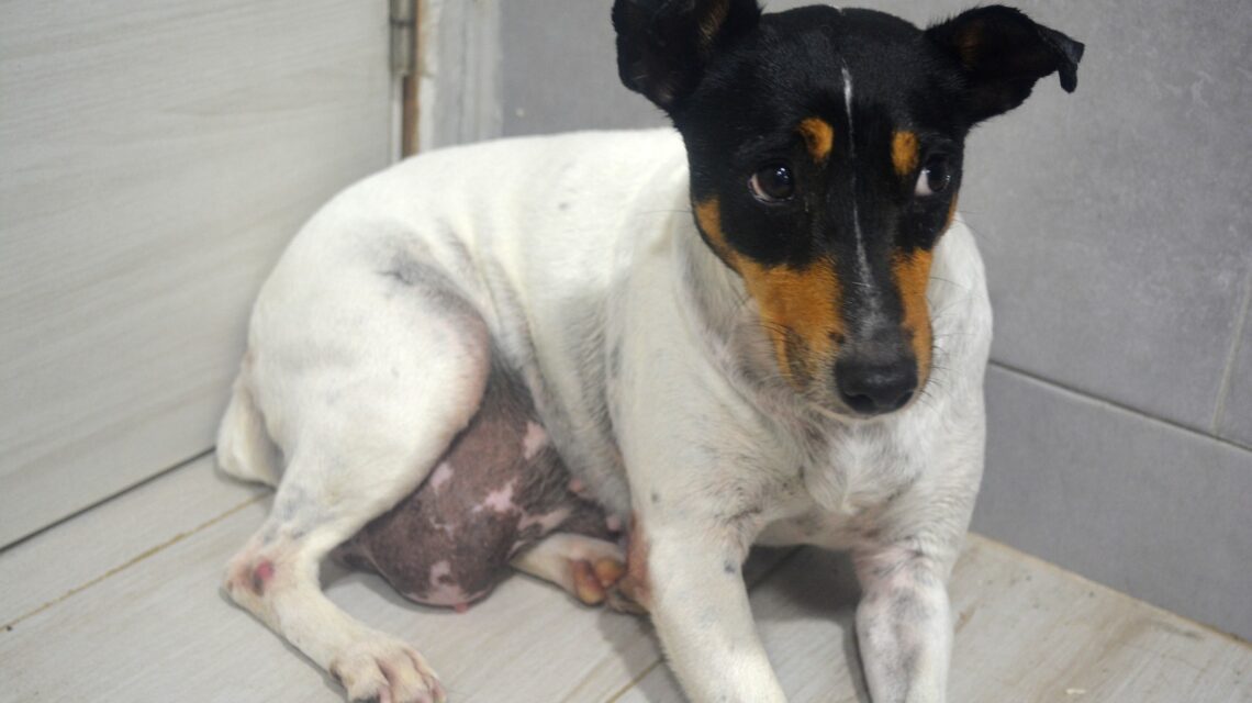 Perro rescatado en Refugio Furia